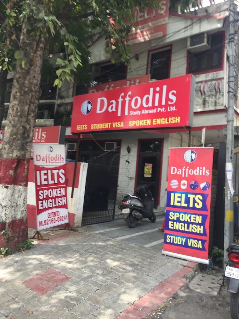 Daffodils Amritsar